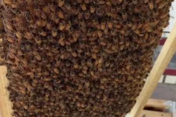 蜂螨会危害意蜂蜂群吗，是主要的体外寄生虫