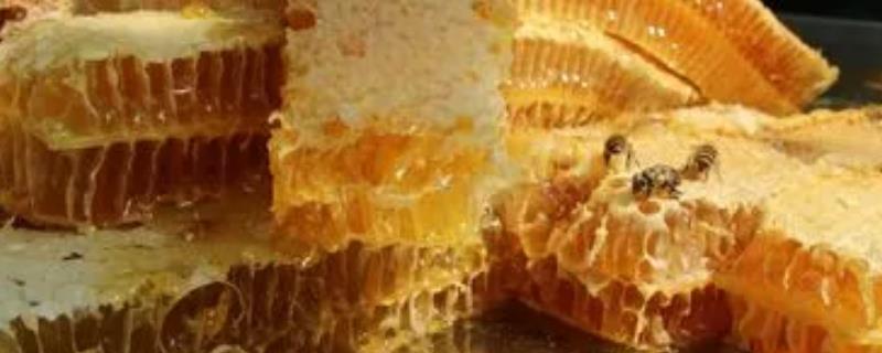 枇杷蜜是什么蜜，是我国南方地区出产的稀有蜜种