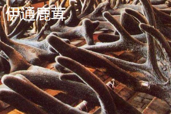 吉林省双辽市的特产，素以“鸡鸣闻三省”著称