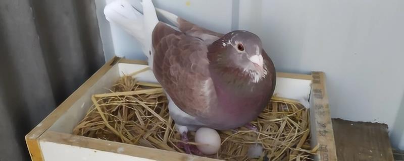 鸽子每月生几个蛋，一般为2枚