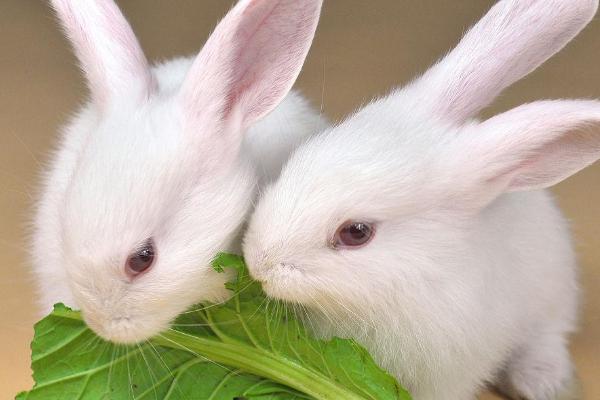 兔子的食物，一般喜食青草
