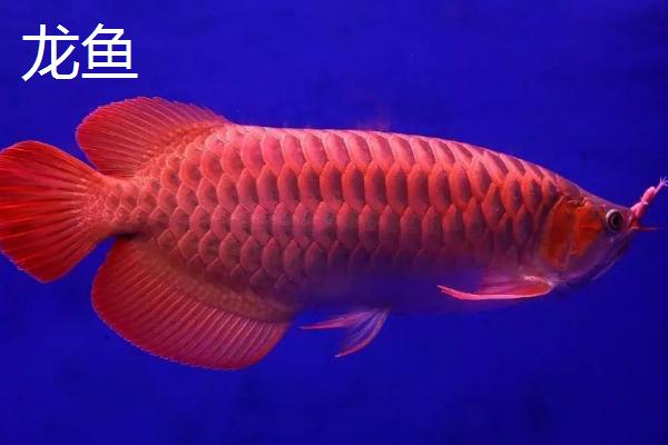 热带鱼的种类，各具特色