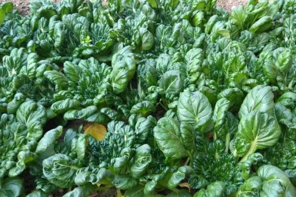 乌塌菜的种植方法，选择疏松肥沃的土壤