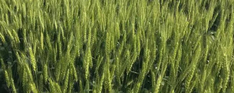 红麦品种，包括杨麦25、农麦88、宁麦22等种类