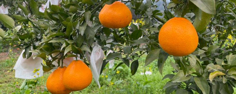 三个最好的柑橘品种，分别为贡柑、沃柑、春见