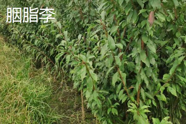 李子树苗的品种推荐，脆红李和胭脂李市场认可度高