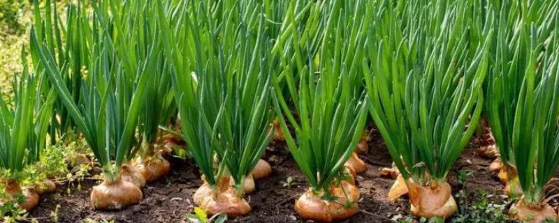洋葱生长异常如何防治，种植前要严选种子、培育壮苗