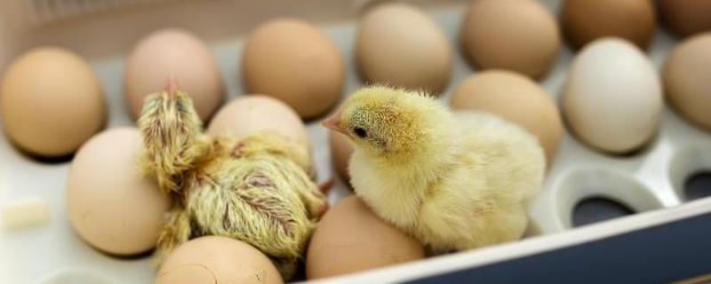 小鸡孵化1-21天的过程，受精卵会逐渐发育成胚胎、最后破壳而出