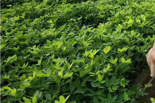 春花生几月份收获，南方地区一般在7-8月收获