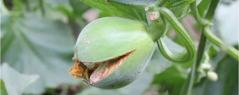 甜瓜开裂的原因以及预防方法，一般是干湿不均、摘叶过早等因素所导致