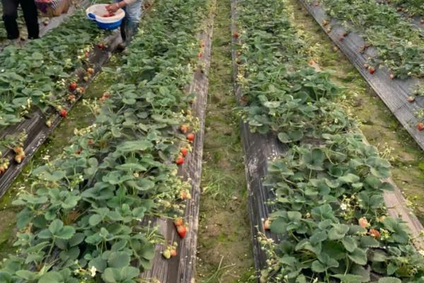 5月份可以种草莓吗，露地种植可能导致不结果