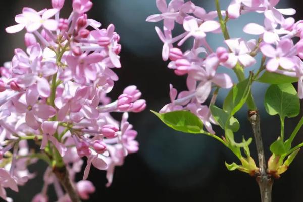 丁香花开放时间，不同品种的花期各有差异