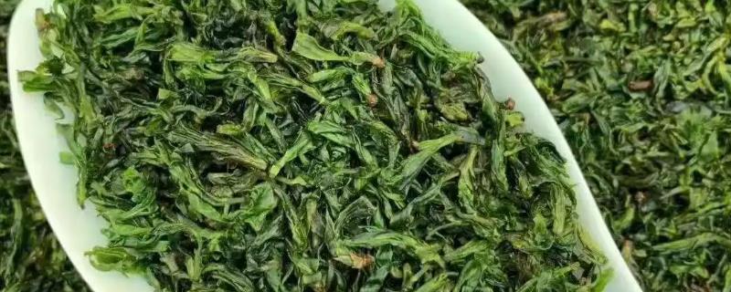 小叶苦丁茶和大叶苦丁茶的区别，产地和口感均不同