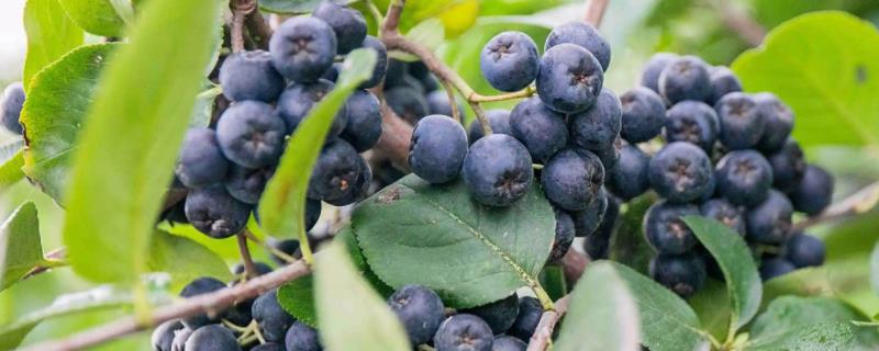 种植野樱莓需要什么环境，年降雨量需达到500毫米