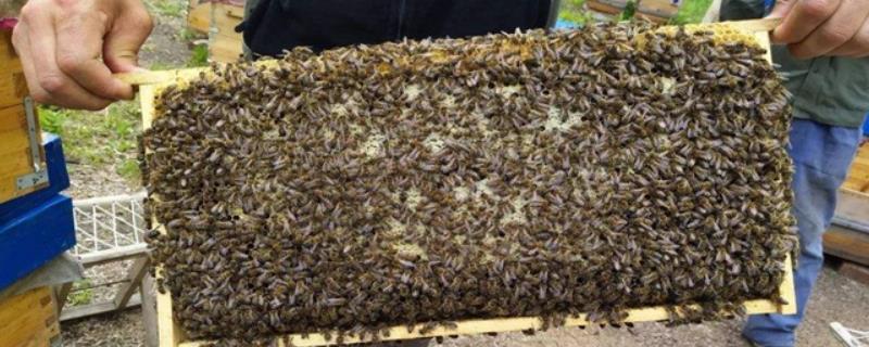 蜜蜂养殖的基础管理办法，场地好坏是成败的关键