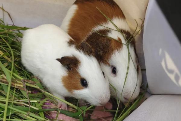 荷兰猪可以吃什么蔬菜，萝卜、油麦菜和芹菜都可以吃