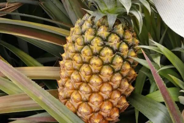 菠萝的简介，属于热带水果
