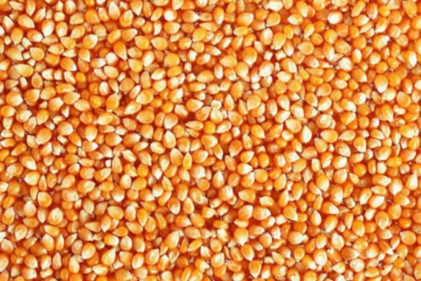 玉米种子处理方法，常用清水或用营养液浸种