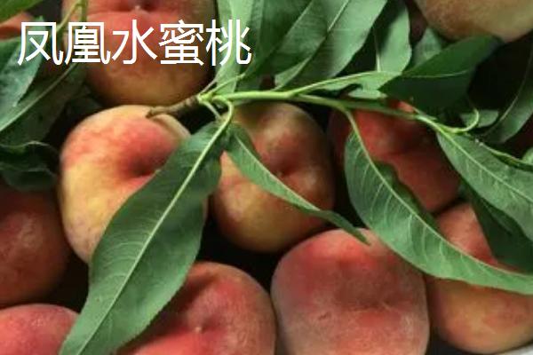 水蜜桃的种类，包括阳山水蜜桃、香山水蜜桃、深州水蜜桃等品种
