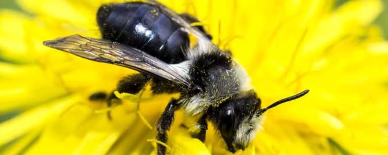 新疆黑蜂的特点，体形大且性情凶暴