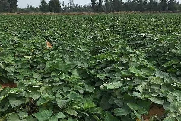种红薯用什么肥料能变大变甜，肥料类型取决于生长时期