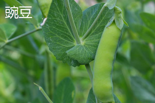 豌豆能保存多久，煮熟后放冰箱冷冻可保存一年