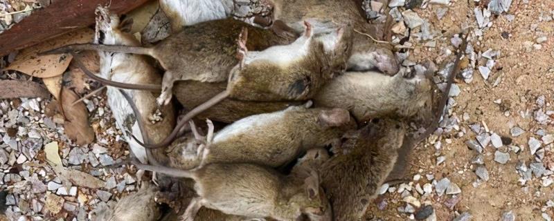 冬春季节如何防治农区鼠害，保护天敌资源可减少老鼠的数量