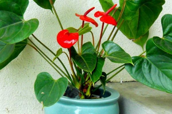 火鹤花盆栽怎么养，开花后要转移至室外遮阴处