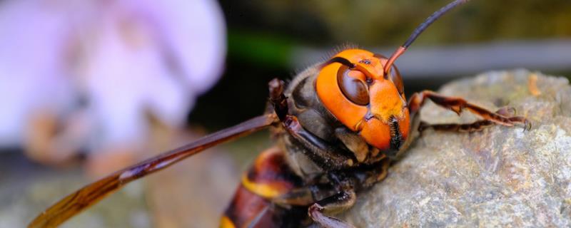 金环胡蜂简介，常被称作“虎头蜂”