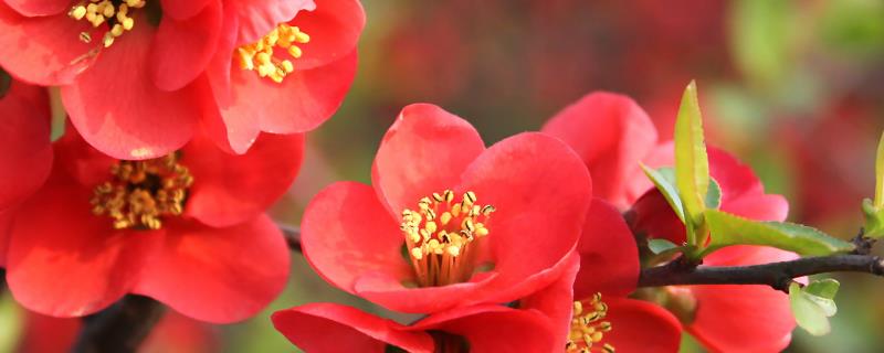 海棠花扦插繁殖方法，在每年4-5月进行