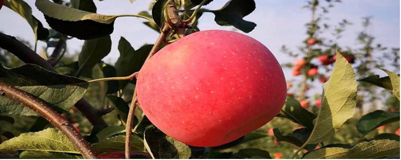 苹果的主产区，主要包括黄土高原、渤海湾等生产区域