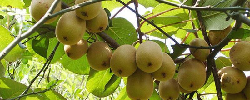 什么地方产的猕猴桃好吃，在我国南北各地均有出产