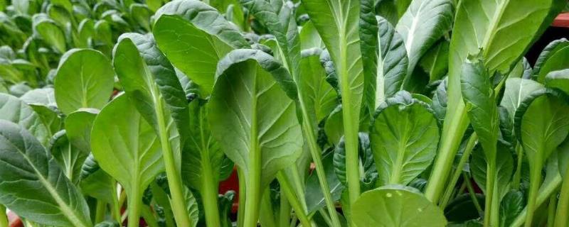 乌塌菜的种植方法，选择疏松肥沃的土壤