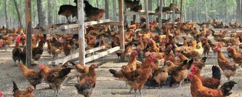 生态养鸡的优势，投入成本相对比较低