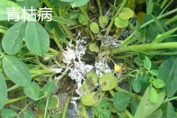 花生中后期常见的四种病害及防治方法，不同病害的防治方法不同