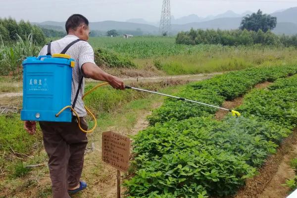 花生中后期常见的四种病害及防治方法，不同病害的防治方法不同