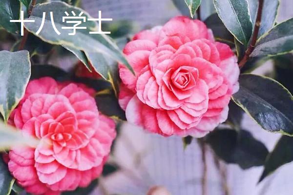 十大名贵山茶花品种介绍，各具特色