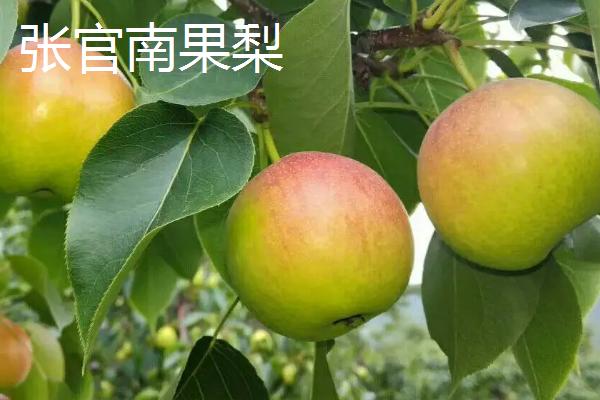 辽宁省营口市的特色水果，获评中国最具幸福感城市