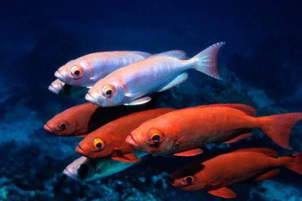 鱼是变温动物吗，体温会随着外界的变化而改变