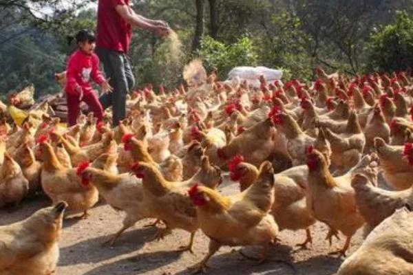 一亩地能养多少鸡，承载量和鸡的品种有关