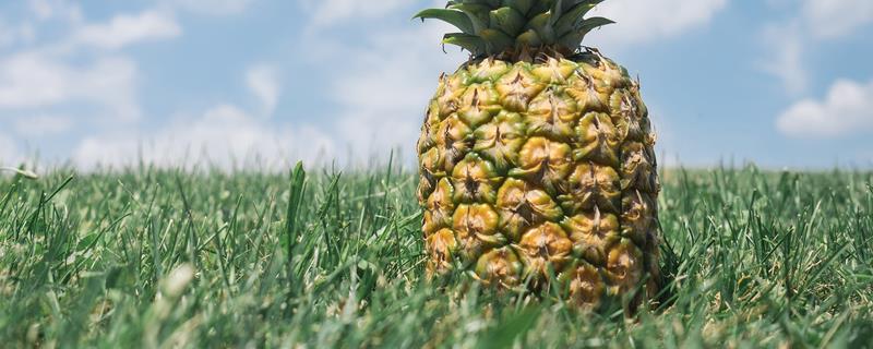 菠萝的简介，属于热带水果