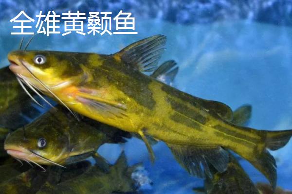黄颡鱼的产地，主要分布在我国广东和广西等省份
