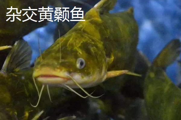 黄颡鱼的产地，主要分布在我国广东和广西等省份