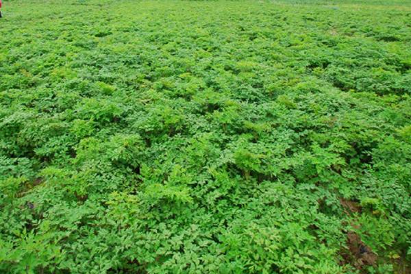 种植当归的条件，种植地的海拔需超过2000米