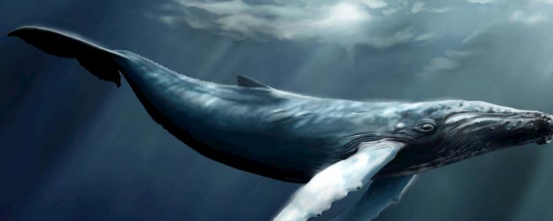 鲸鱼的体长多少，不同品种的体长不同