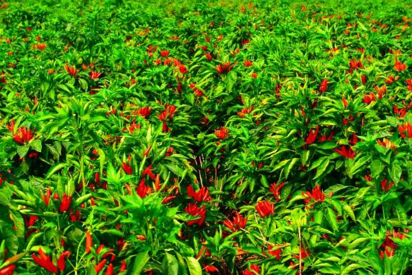 麦茬小辣椒怎么种植，需挑选株型紧凑的品种