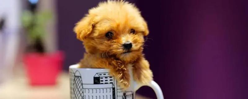 茶杯犬的品种，不同品种的性格不同