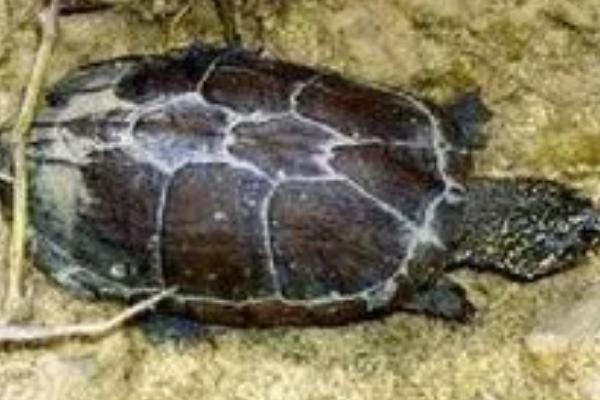 索若拉泥龟好不好养，饲养难度低属于易养品种