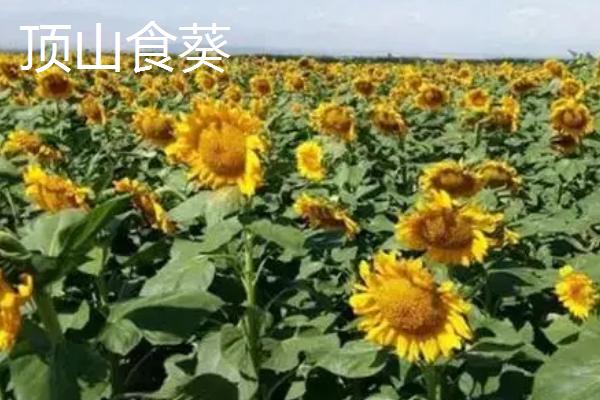 新疆阿勒泰地区的特产，喀纳斯蜜瓜被誉为“阿山一绝”