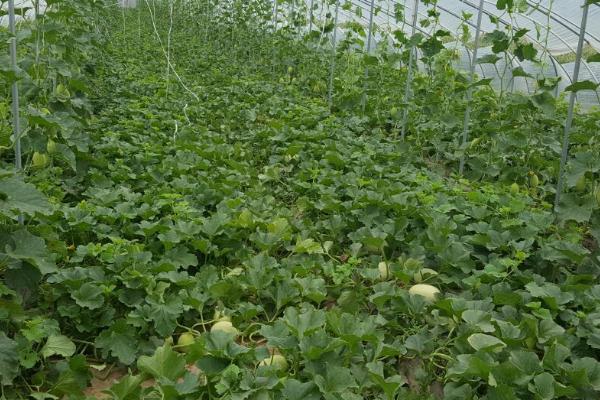 种植甜瓜使用什么肥料，不同时期所用的肥料有区别